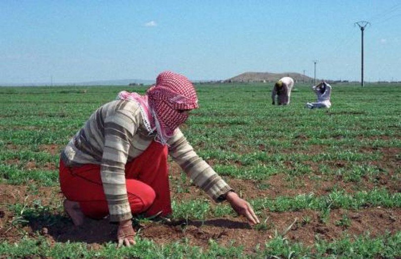 الفلاح السوري