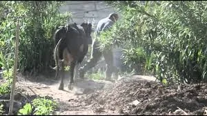 العباقرة والبطالة