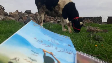 رعاية الحيوانات