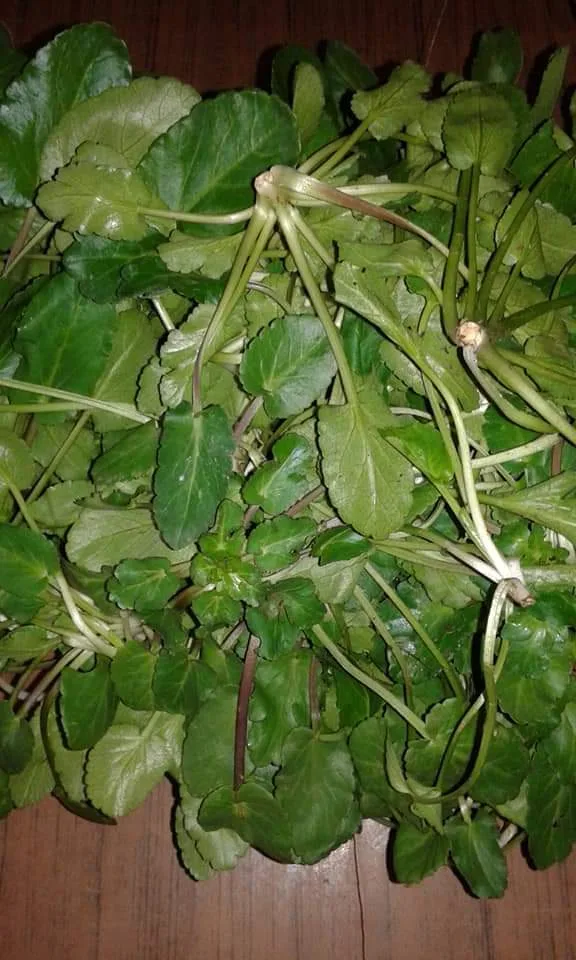 قرصعنة