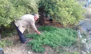 خلال العمل في الحقل