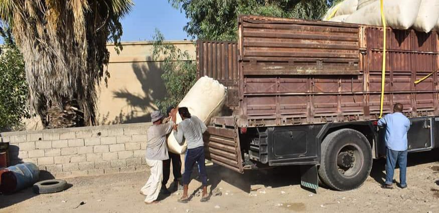 تحميل القطن بالشاحنات لنقله وتسويقه