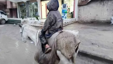 حمار، حمير، قامشلي، نقل،فقر، معاناة، ظروف، زبالة، حاوية، أكل