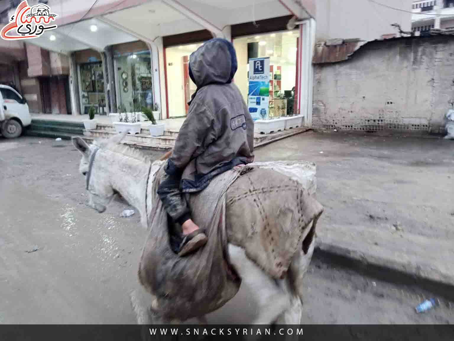 حمار، حمير، قامشلي، نقل،فقر، معاناة، ظروف، زبالة، حاوية، أكل