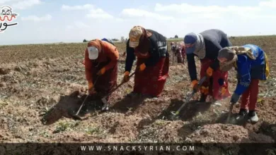 شاهر جوهر جيل البدويات القديمات