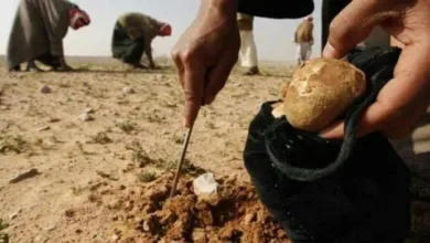 الكمأة