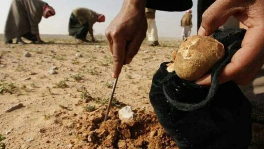الكمأة