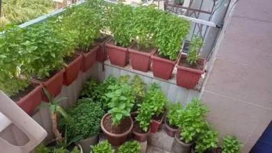 نبات الحبق