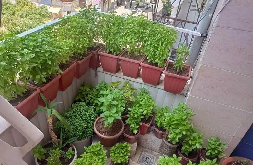 نبات الحبق