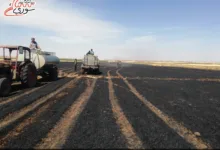 مؤتمر الحبوب سوريا 2024