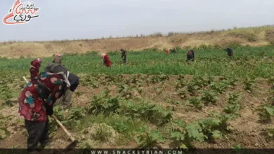الباذنجان الأسود، عين ديوار