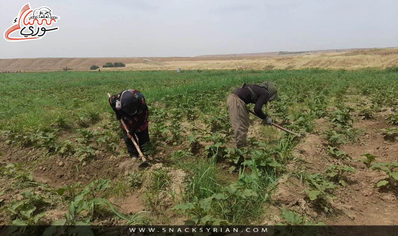الباذنجان الأسود، عين ديوار
