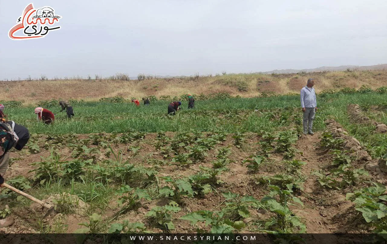 الباذنجان الأسود، عين ديوار