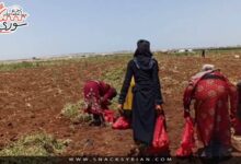 بدء قطاف موسم البطاطا في درعا