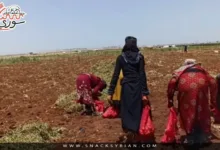 بدء قطاف موسم البطاطا في درعا