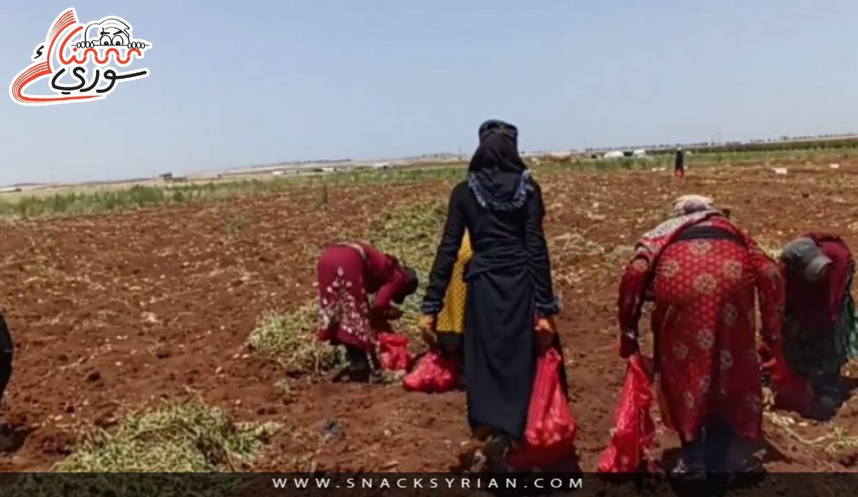 بدء قطاف موسم البطاطا في درعا