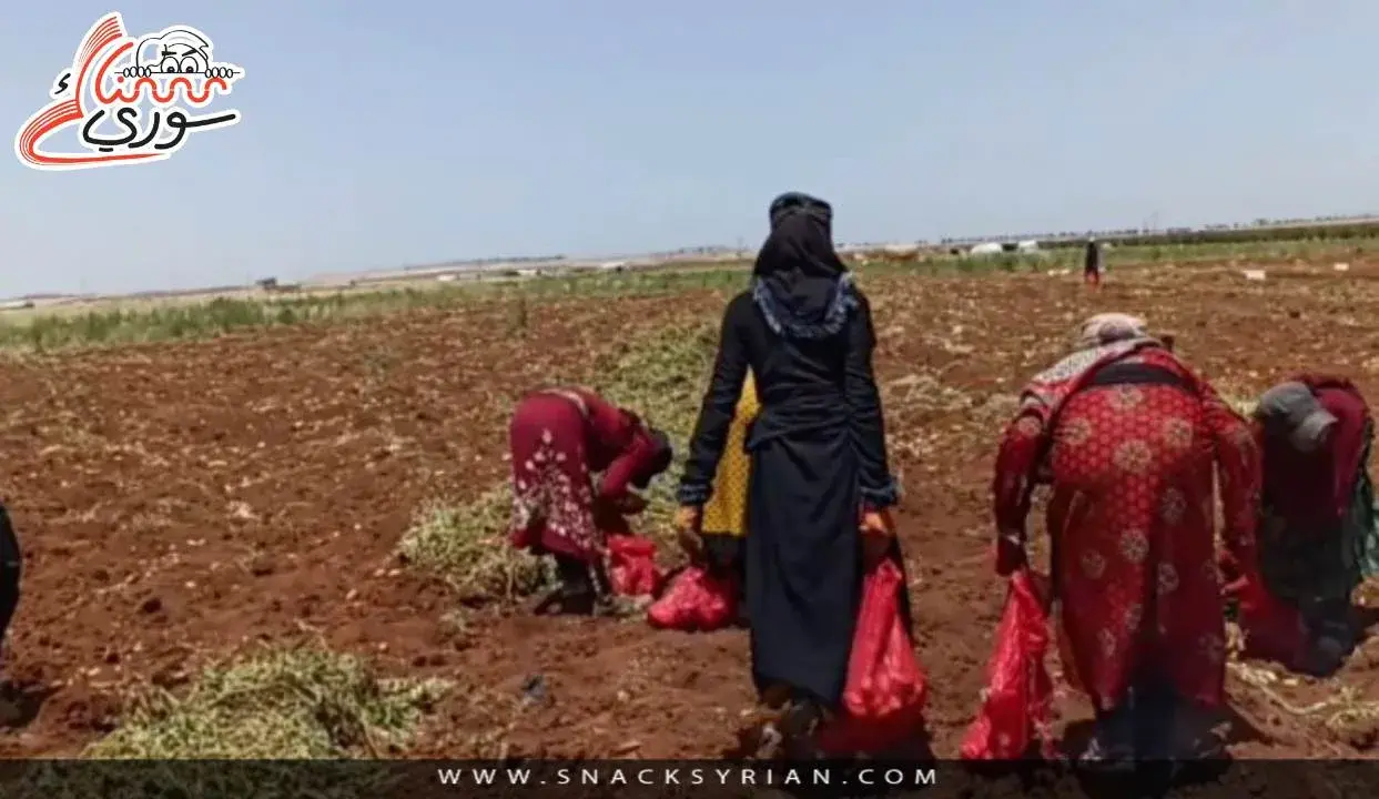 بدء قطاف موسم البطاطا في درعا
