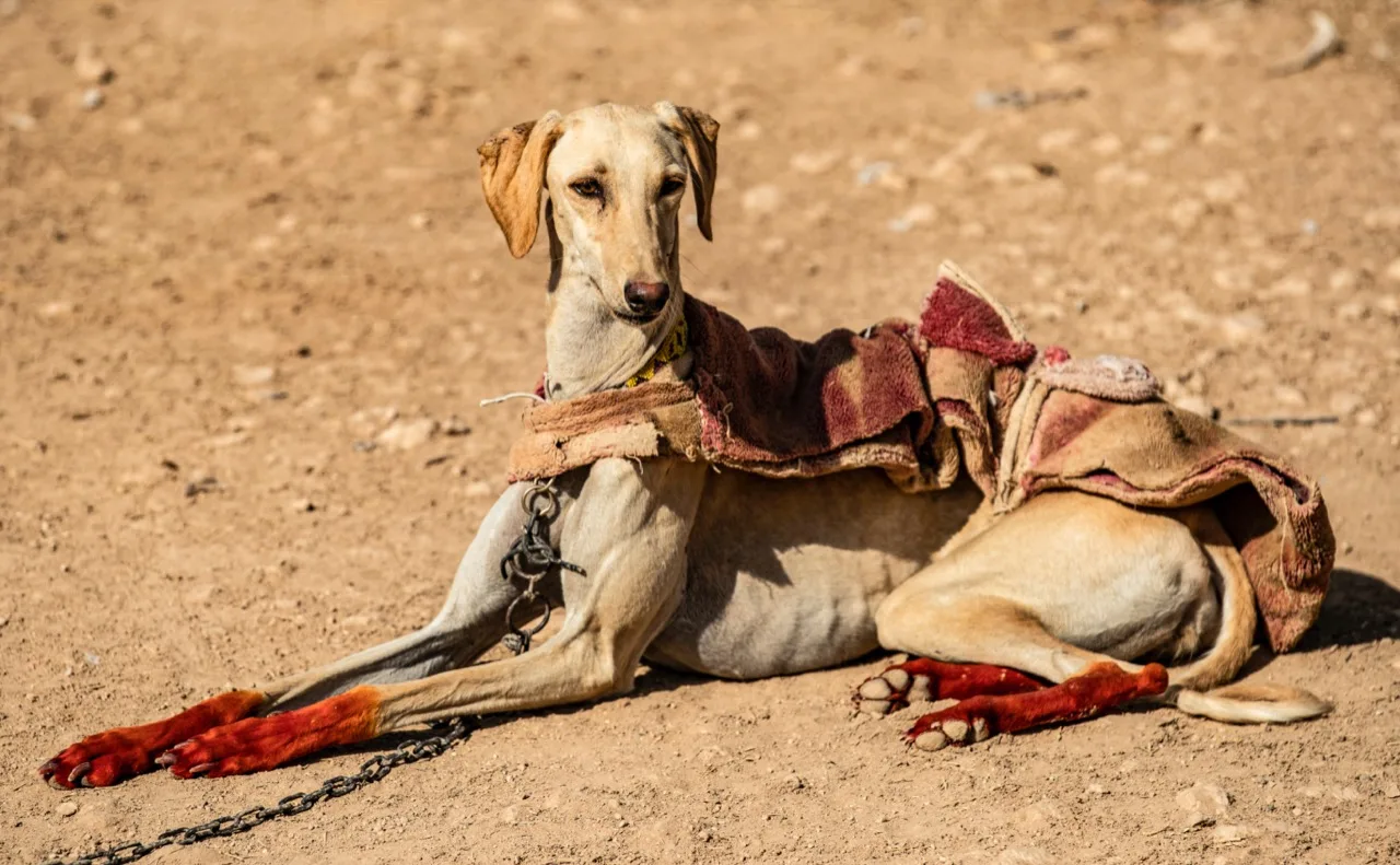 شاهر جوهر كلبنا العجوز