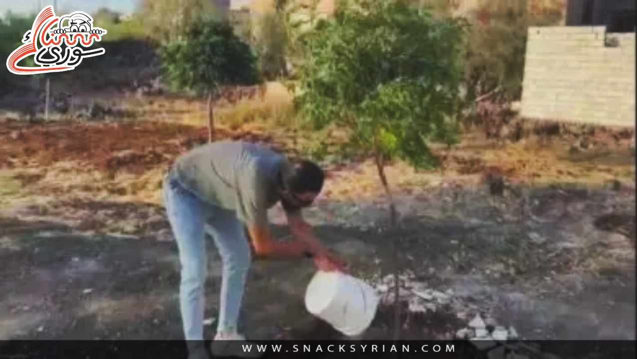 زراعة اشجار في السويداء