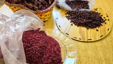 زراعة السماق بريف طرطوس