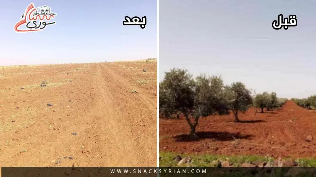 الزيتون السويداء