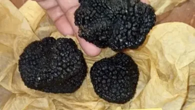 الكمأة السوداء الجبلية السورية