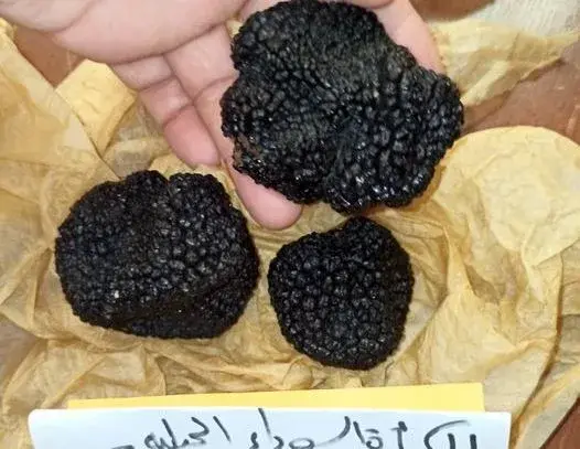 الكمأة السوداء الجبلية السورية