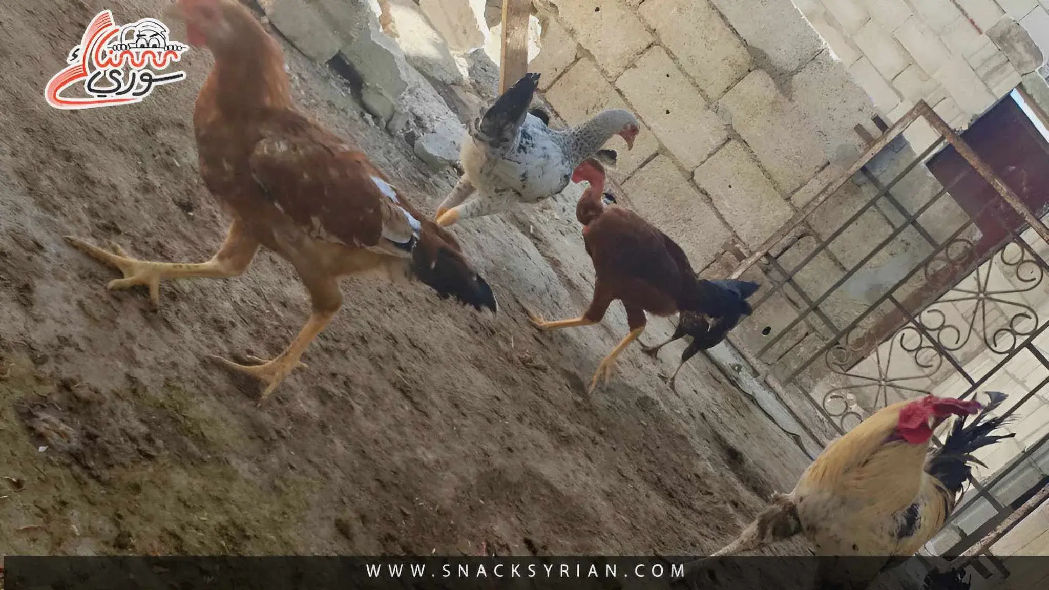 عالم الدجاج