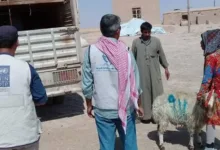 الأمم المتحدة فرص عمل
