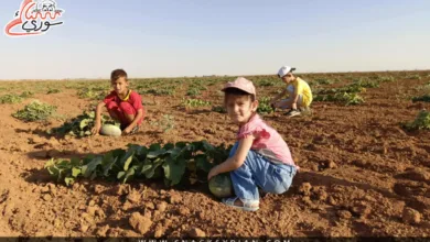 زراعة البطيخ التنوري